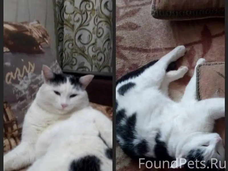 Пропал кот в районе 32 мкр...