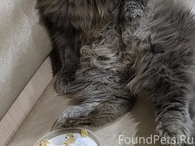 Пропал кот в районе Рассвета. ...