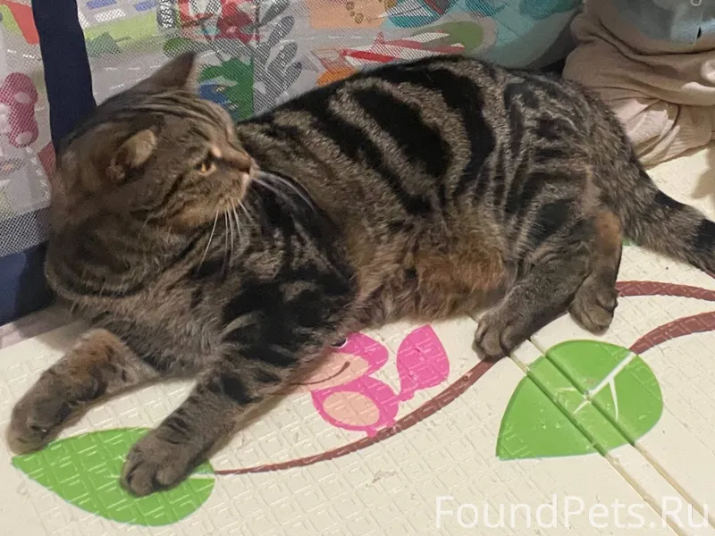 Здравствуйте, пропал кот 12.12...