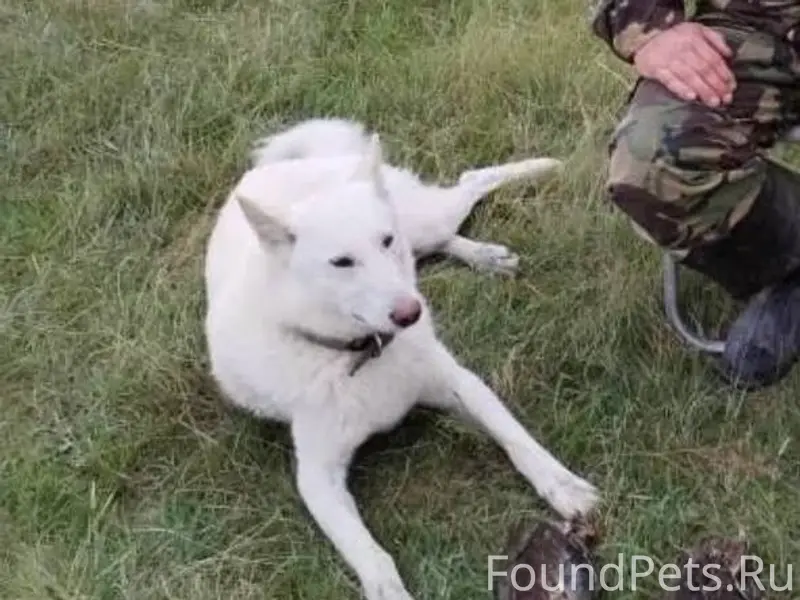 Потерялась собака в районе гео...