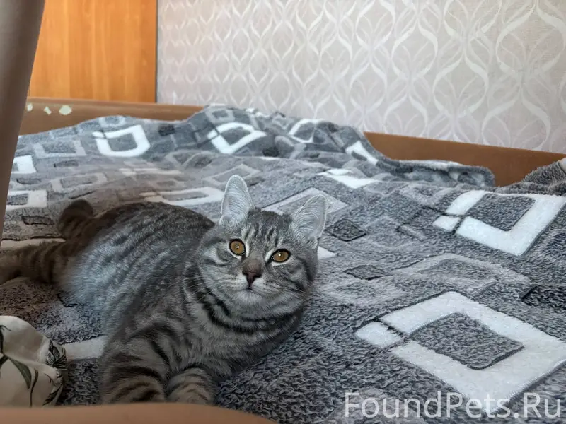 #потерялось_животное_Шадринск ...