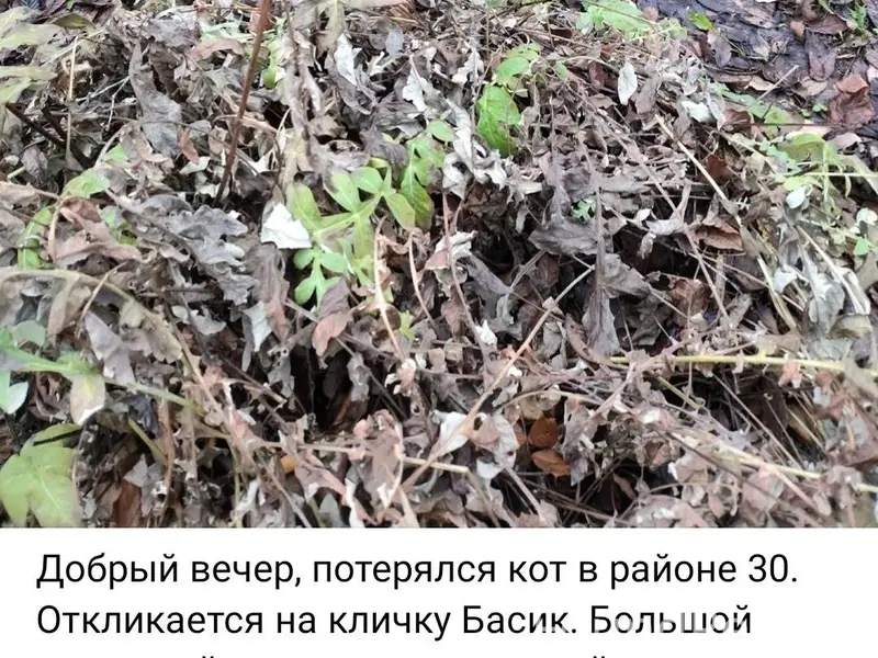 Vk.ru/wall-20078871_4617041 Пр...