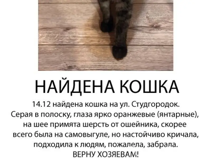 НАЙДЕНА КОШКА! 14.11 на ул...