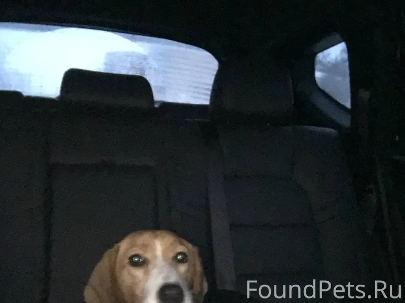 Найдена гончая, в районе аэрод...