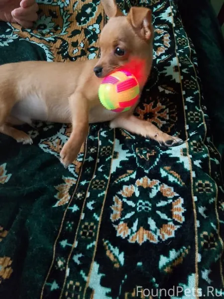 Потерялся щенок у стадиона на ...