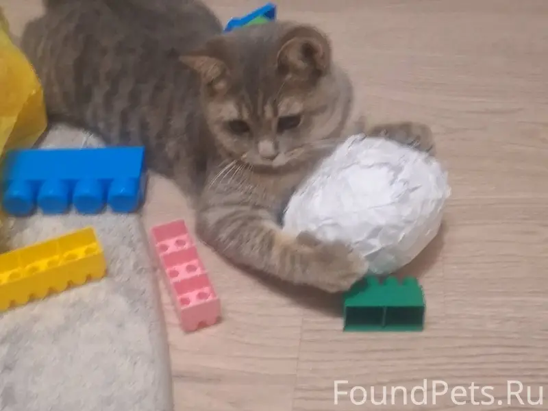 Пропал кот🚨!!!!Выпустили вчера...