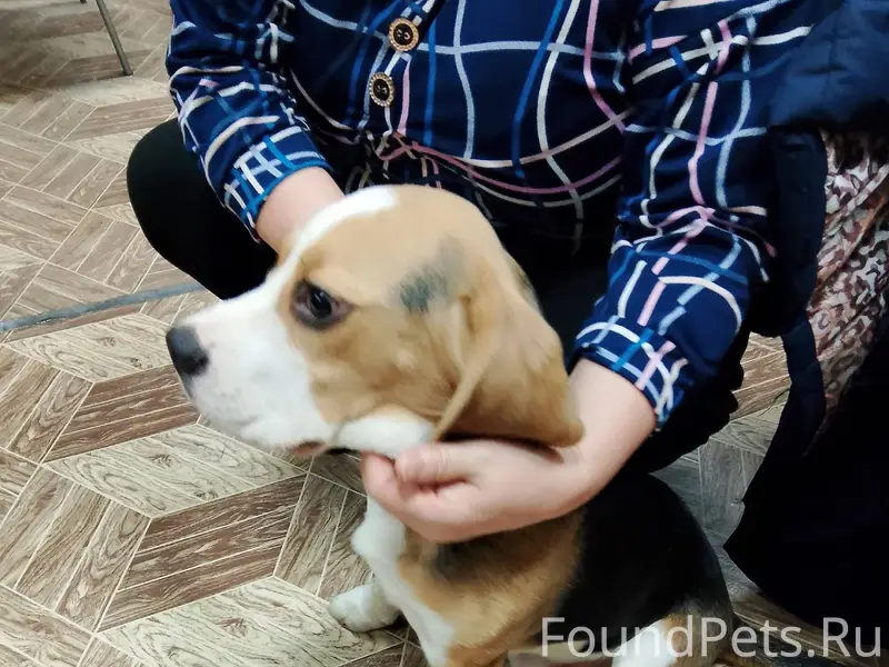 На почту в Стародубе прибился ...