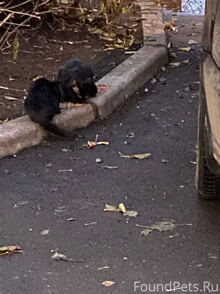 🆘 🆘 🆘 Срочно нужна передержка....