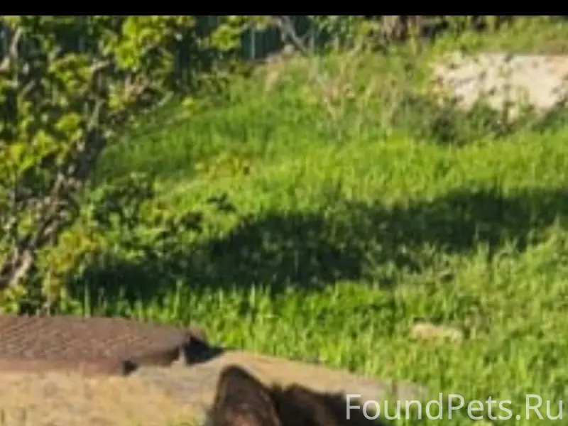 Потерялся пёс, кличка Борман. ...