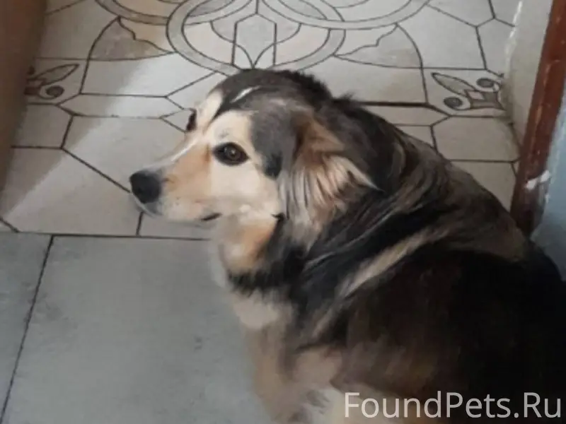 ПРОПАЛА СОБАКА ПОЖАЛУЙСТА, ПОМ...