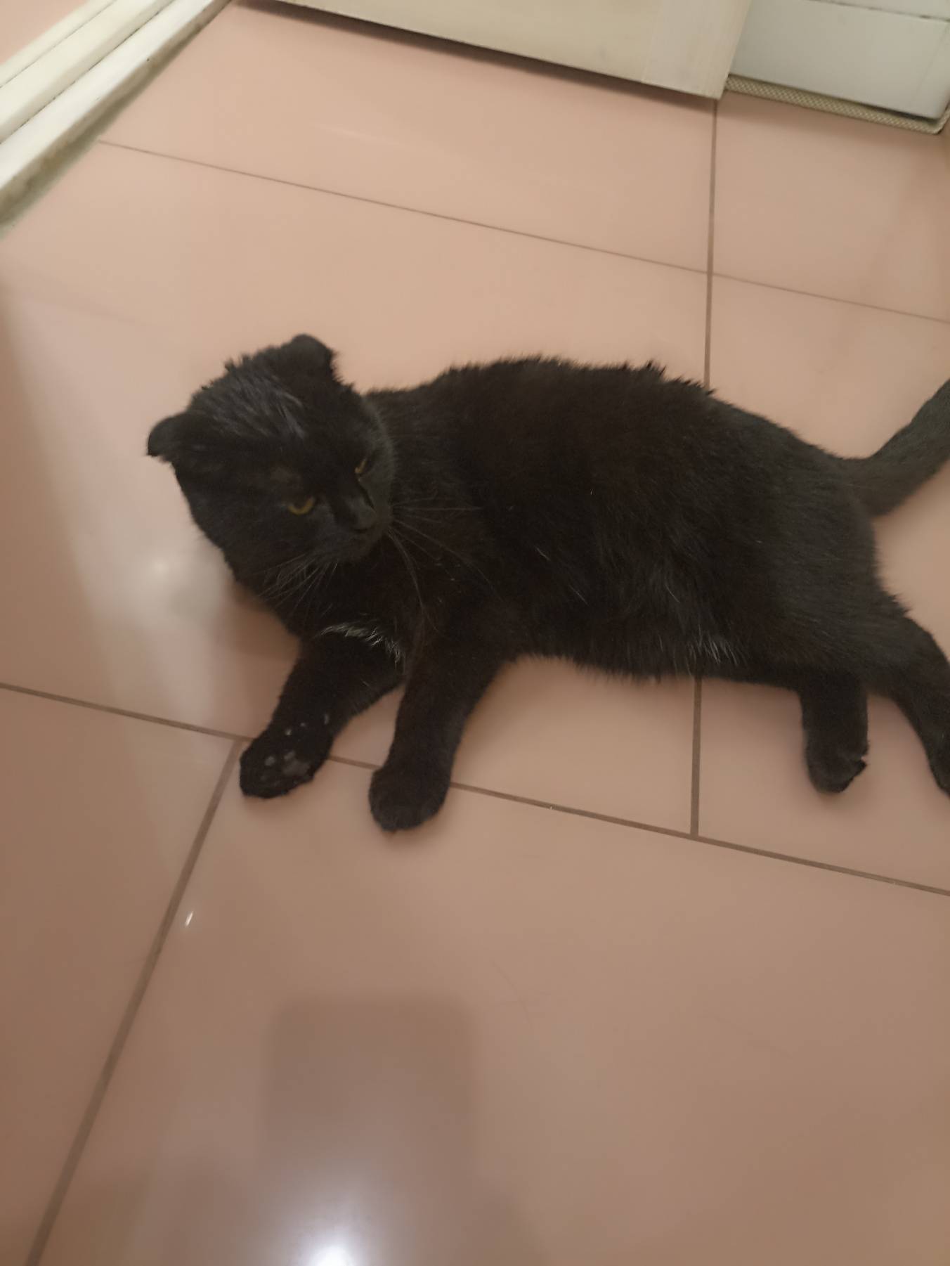 Год назад пропал кот, любимчик...