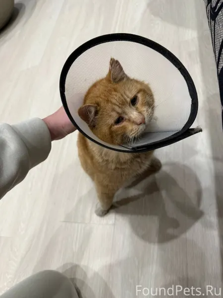 Пропал кот!!! Вылез через окно...