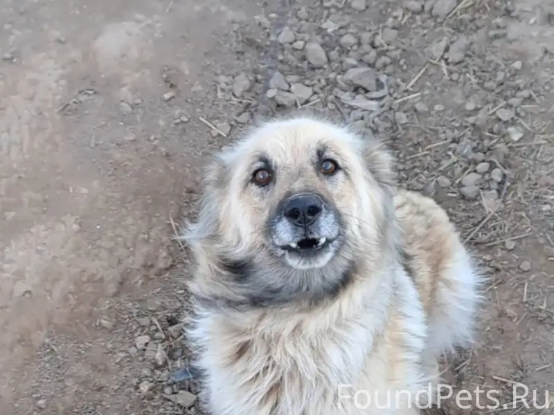 Здравствуйте. Пропали 2 собаки...