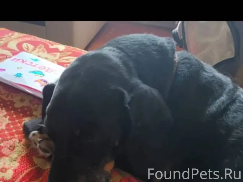 Вчера на южном от испуга сбежа...