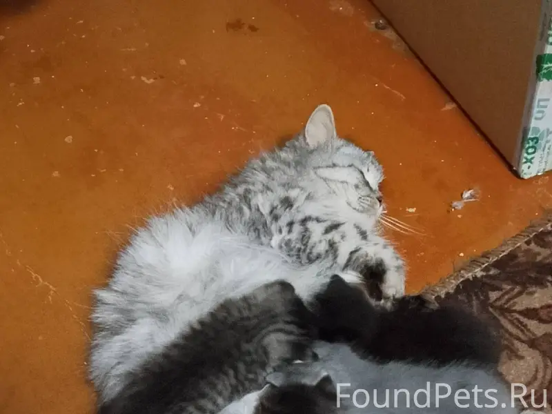 Пропала кошка по улице Б.Перши...