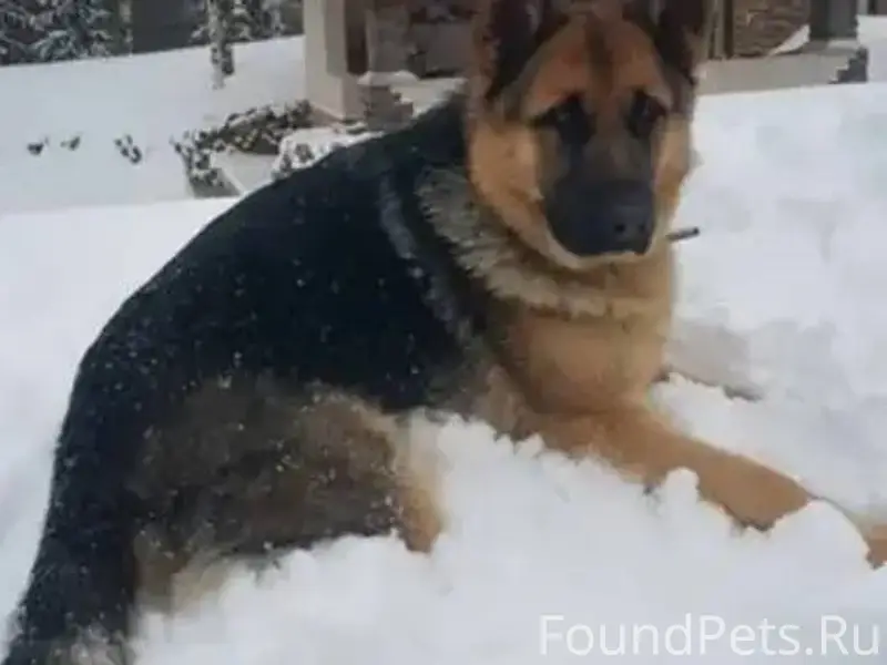 Пропала собака породы немецкая...