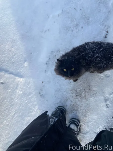 Здравствуйте! Найдена кошка(ил...