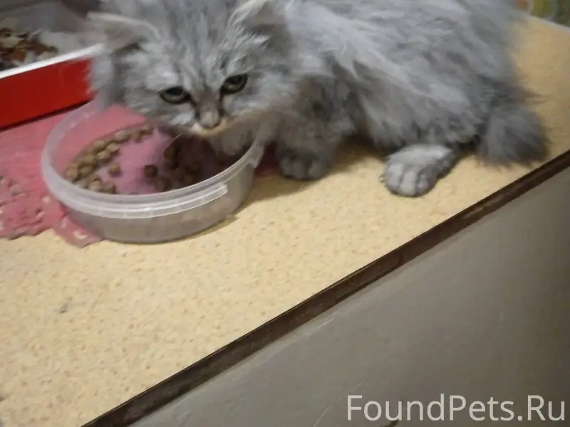 Найден пушистый красивый котен...