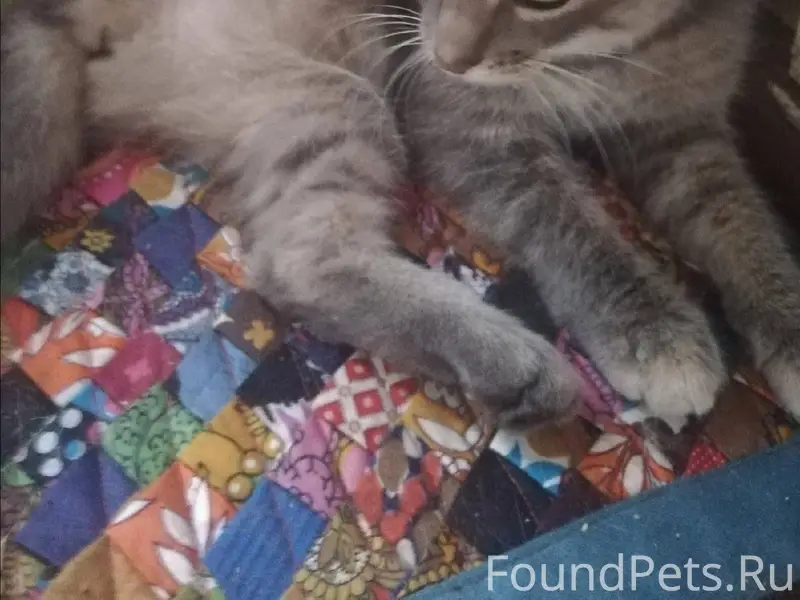 Бобруйск!!!Пропала трёхлапая к...