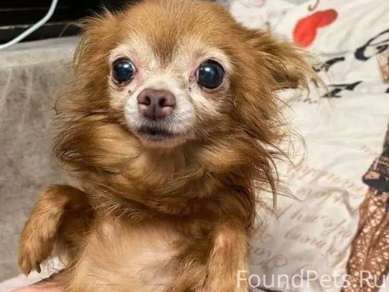 Пропала собака на улице Пушкин...