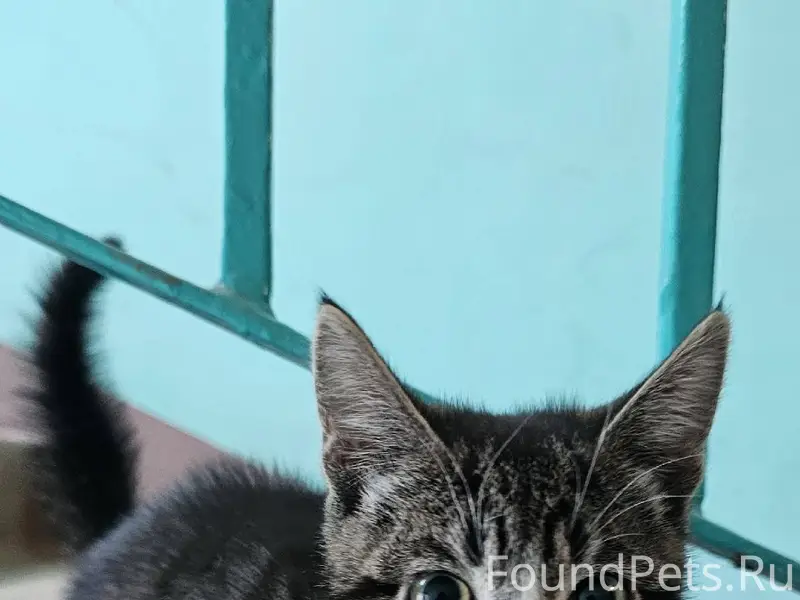 Найден котёнок на Ленина в под...