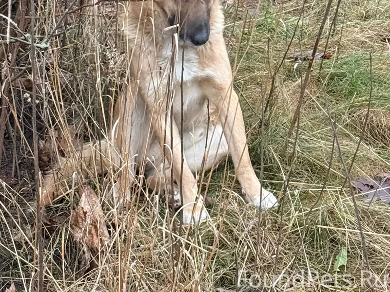 Может кто собаку потерял. От е...