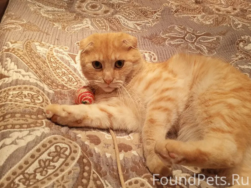 Пропал!😢🥺 Вислоухий, рыже перс...