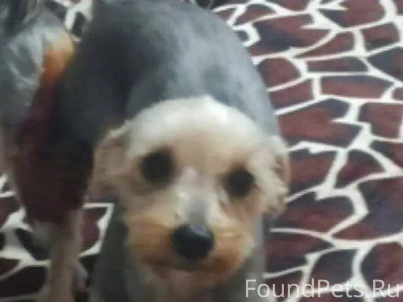 Пропала собака Йоркширский тер...