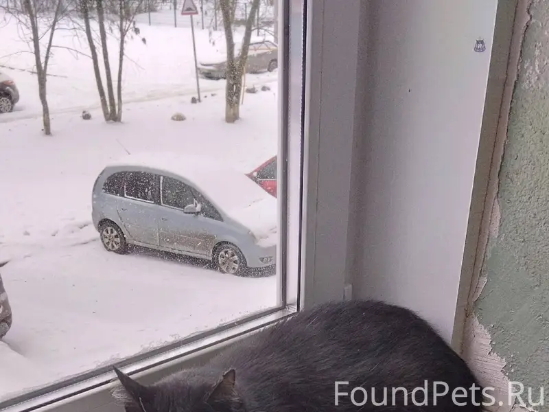 Найден черно белый домашний ко...