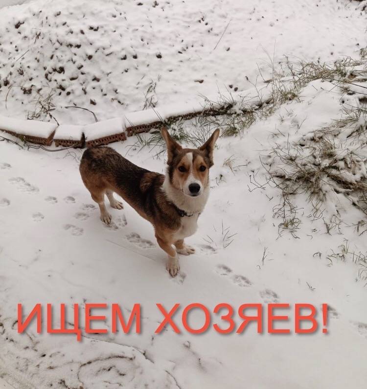 Сосновый Бор 🆘 Новости по пёси...