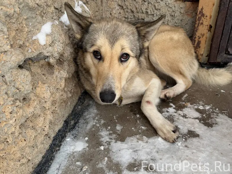 Найдена собака в Салавате, но ...