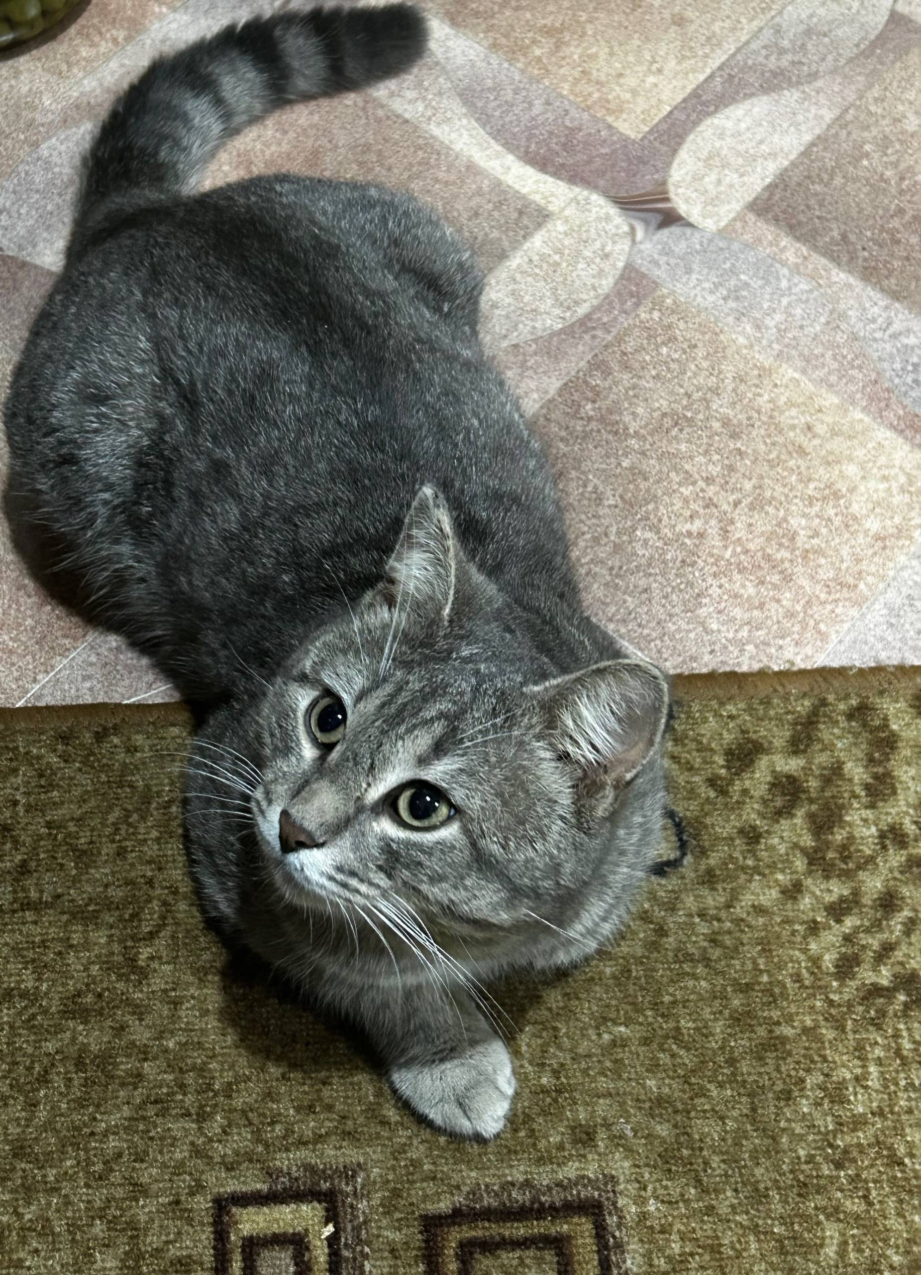 Пропал кот по улице Первомайск...