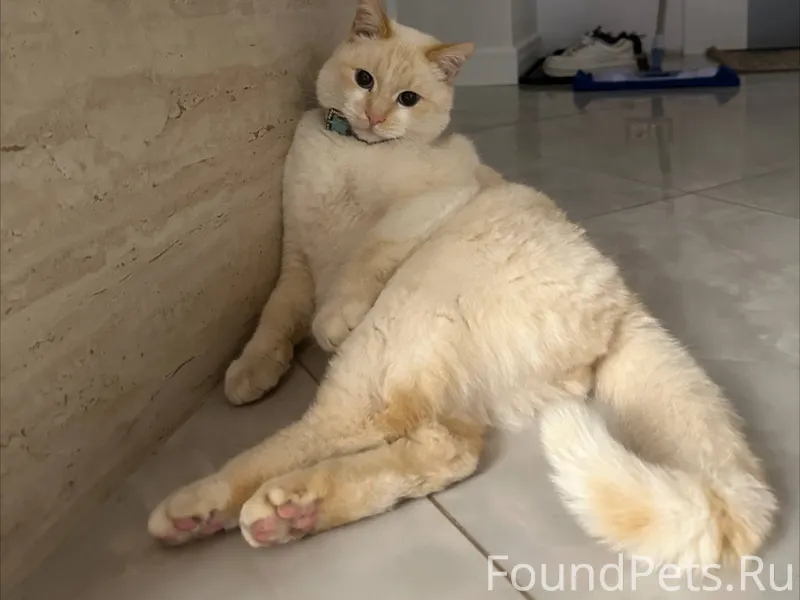 Пропал кот 📍 Район Заднепровье...