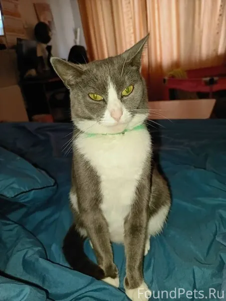 Пропали Кот Сева и кошка Ева😔....