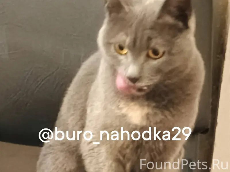 Найдена кошка на автомойке пол...