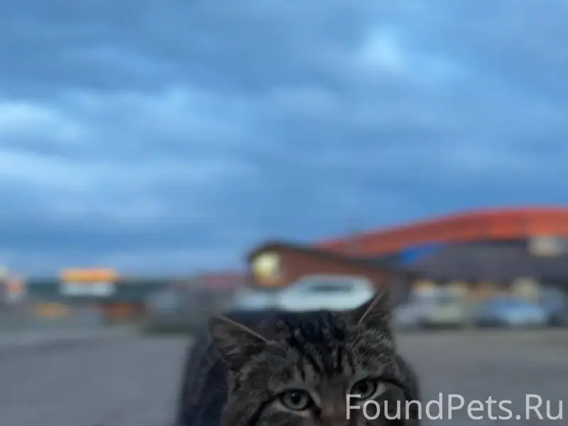 Пропал наш дворовый кот Стёпа....