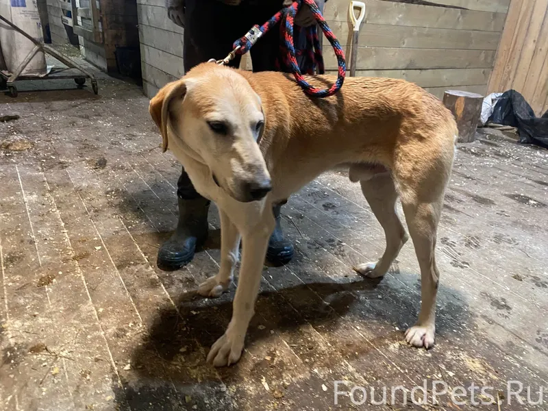 Найдена собака в двух километр...