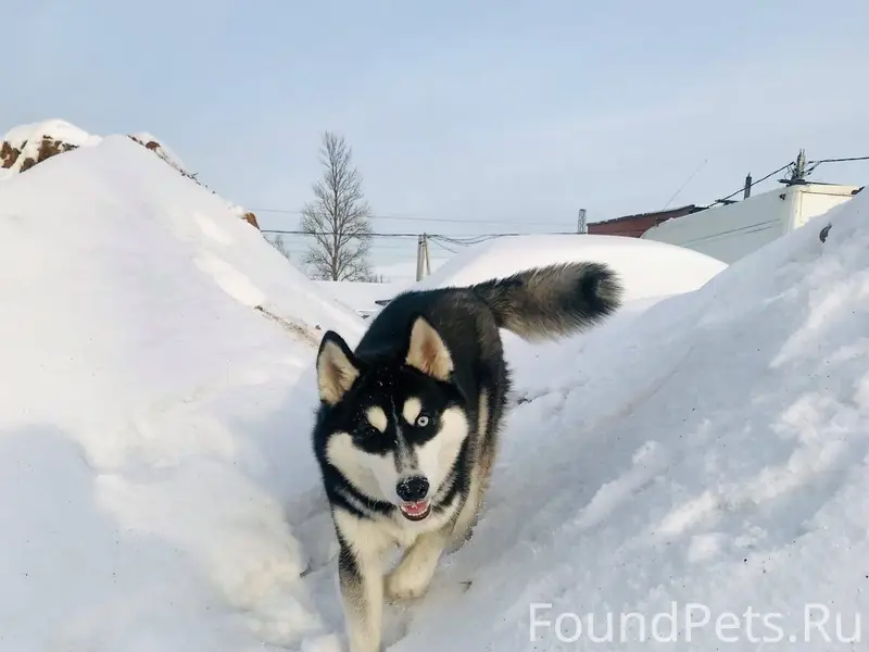 Пропала собака кличка Алтай от...