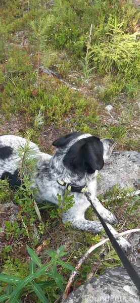 Убежала собака, кто увидет соо...