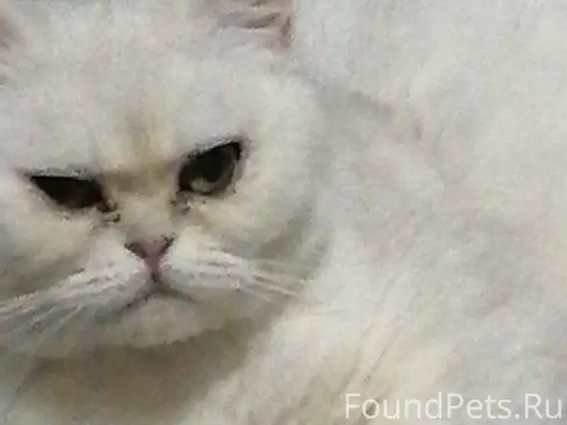 Потерялась кошка Соня 16.12.20...