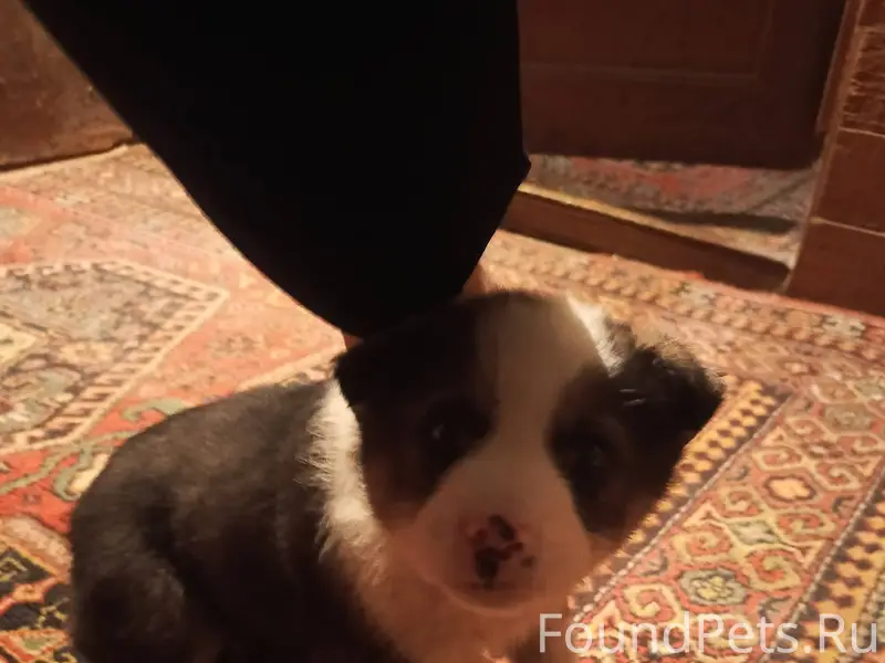 Найден щенок в Козлово ул. Гай...