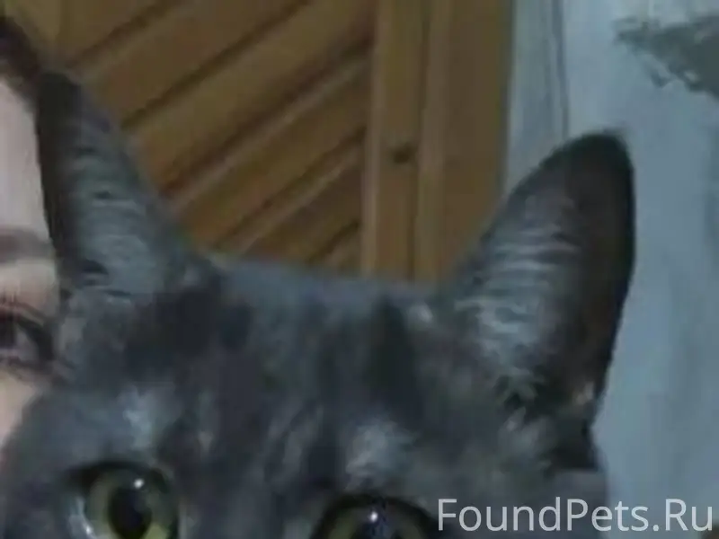 Найден Кот в районе ул.Измайло...