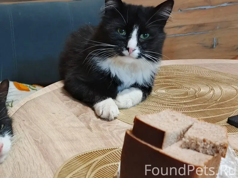 Пропал кот, в Мыза-Ивановке.❗❗...