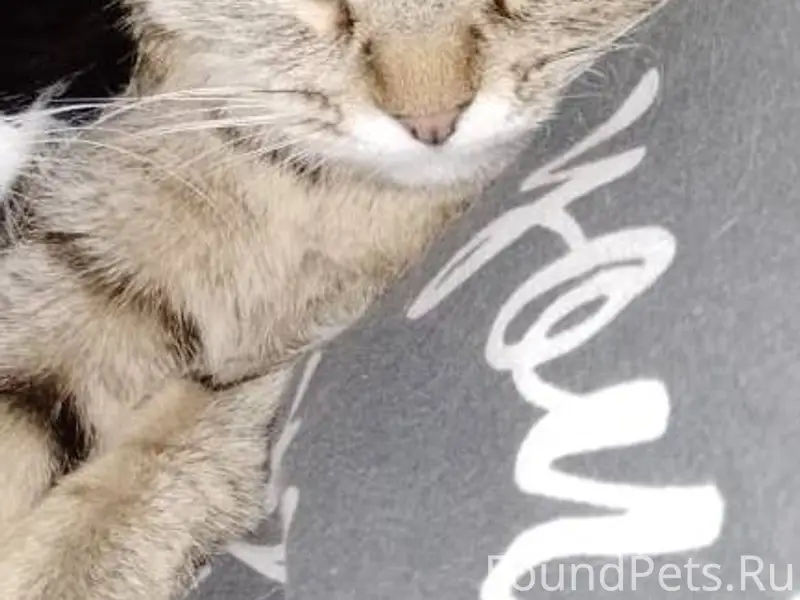 Пропала кошка Даша 2 года.Стер...