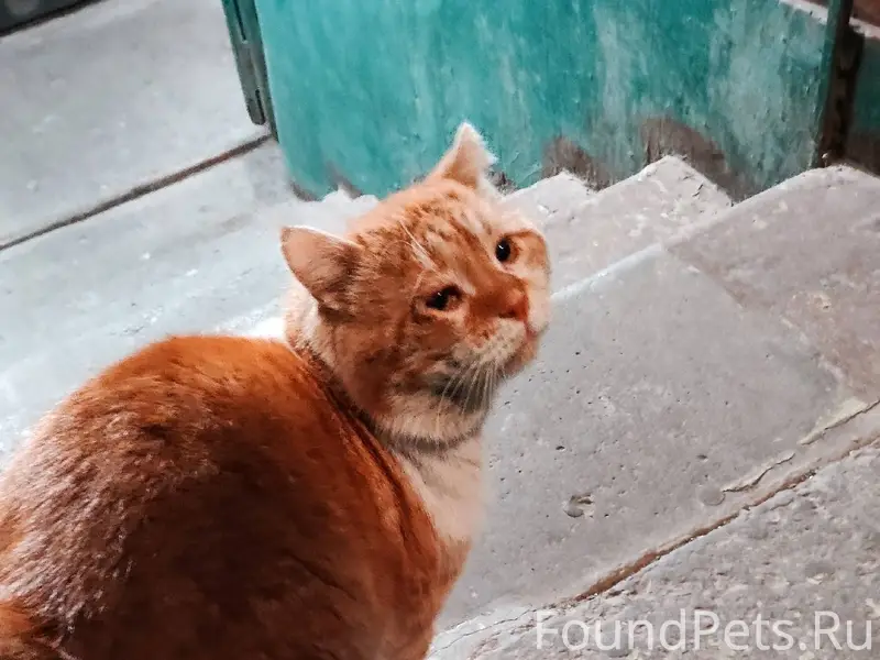 Нашли кота на проспект 40-лет....