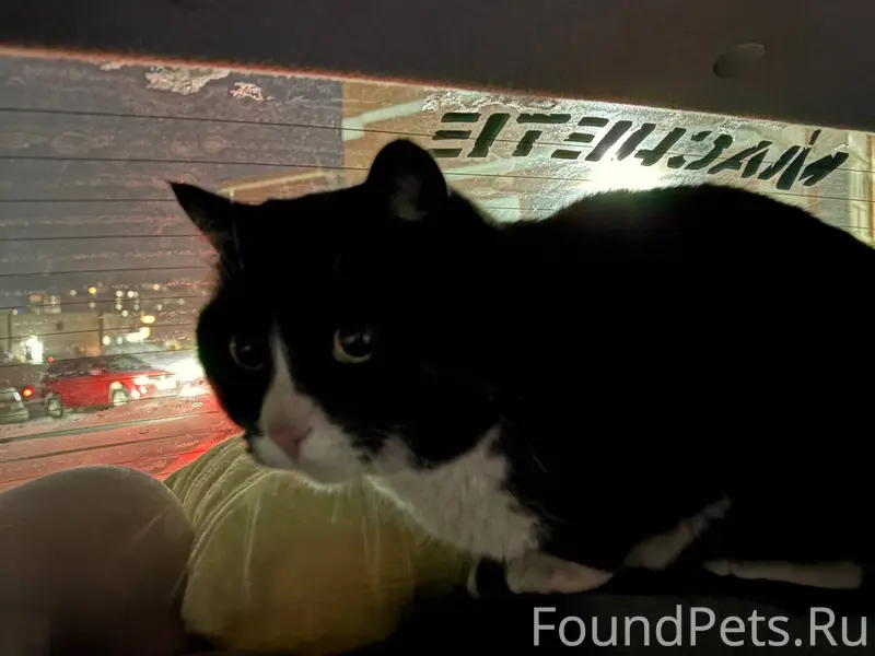 Найдена черная с белым кошка. ...