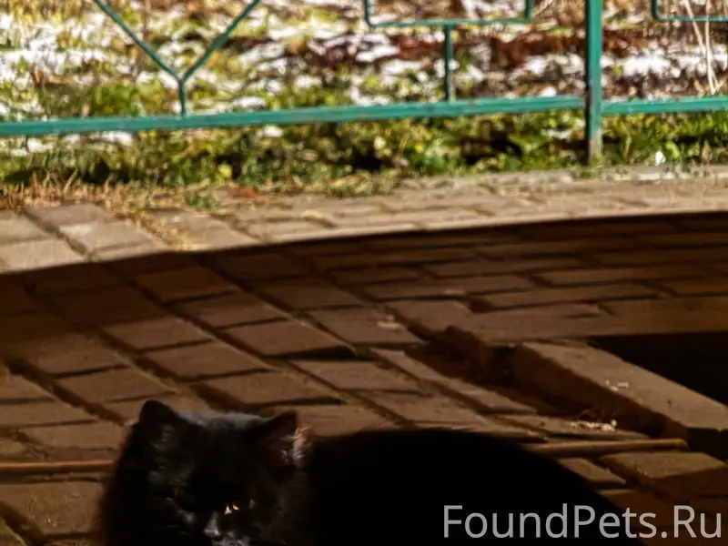 Кошка или кот в районе ул...