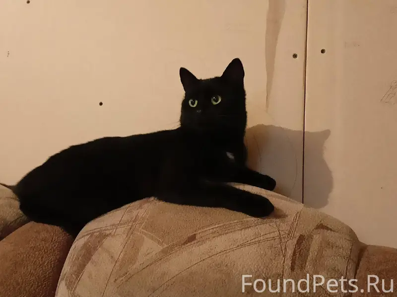 Пропал кот, в районе 2 школы.....