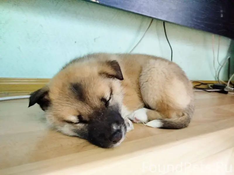 Чей щенок? Пришёл в редакцию и...