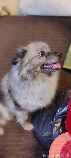 Найдена собака померанский шпи...